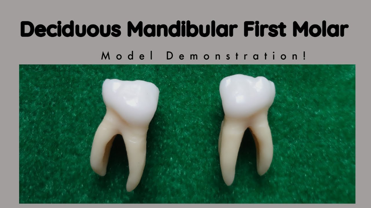 Mandibular Deciduous First Molar Morphology | Tooth Morphology - YouTube