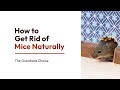 3 Ways to Get Rid of Mice Naturally | How to Get Rid of Mice Naturally | The Guardian's Choice