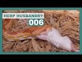 How to Thaw & Feed Frozen Mice to Snakes