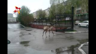 В Кемерове из зоопарка сбежал олень