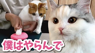 肉球の手型取りを断固拒否する猫【おしゃべりする猫】 【猫アテレコ】