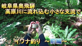 岐阜県奥飛騨高原川の小さな支流でイワナ釣り　前編