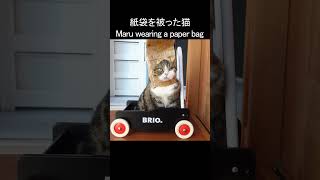 紙袋を被って手押し車なねこ。 #Shorts