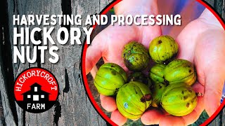 Harvesting Hickory Nuts | Collecting And Processing Shagbark Hickory Nuts