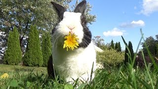 HOW TO PAMPER YOUR RABBIT