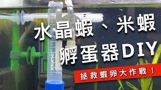 觀察記錄簿｜拯救蝦卵大作戰！水晶蝦、米蝦孵蛋器DIY