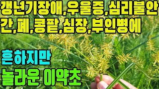 향부자―활혈,건위,강심,유산방지,스트레스,심리불안,우울증,갱년기장애,안면홍조,난청,이뇨,폐결핵,간질환,신장병,천식,기관지염,위염,피부염,각종통증,대하,월경불순,하혈등효능