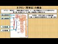 腎臓の解剖学に関する知識！？　～no .64 理学療法士国家試験対策　シリーズ～