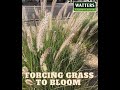 Top 10 Insider Garden Tips - Ornamental Grass Should be Blooming