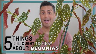 5 Things You Ought To Know About BEGONIA Care! Begonia Maculata + Rex Begonia -