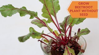 How to grow Beetroot plant without seed|| Grow Beetroot from top|| Backyard Gardening