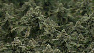 San Diego Cannabis Growers Grappling With A Changing Marijuana Market