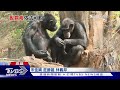 童亂扔食物餵黑猩猩！父母沒制止還拍手 最高罰30萬｜tvbs新聞@tvbsnews01