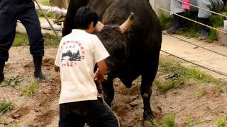 Bullfighting in Nagaoka, Part 2: Hero Saves The Day