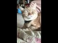 【珊寶妹日常】貓咪珊寶打噴嚏 munchkin cat sneeze