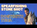 Spearfishing BIG dogtooth tuna stone shot