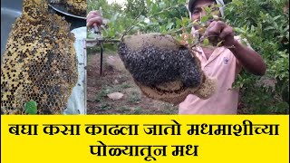 गावाकडे मोहोळ काढणारा भन्नाट व्हिडिओ | Biggest Honeycomb Harvest