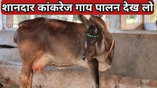 नरेंद्र भाई का शानदार कांकरेज गाय पालन/Kankrej Breeder NarenderJi|Dairy Farm Gujrat