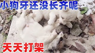 牙还没长全的小奶狗，奶凶奶凶的