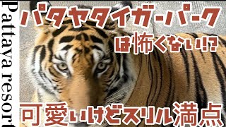 パタヤタイガーパークがスリル満点で面白い！