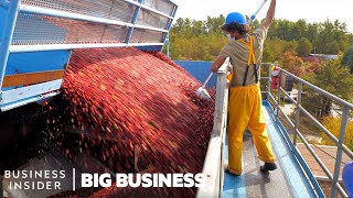 How 100 Billion Cranberries Are Harvested In 6 Weeks | Big Business