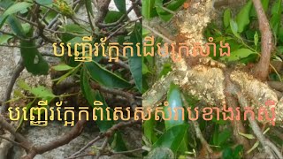 ហេតុអ្វីបានគេប្រើបញ្ញើក្អែកដើមក្រសាំង អត្ថប្រយោជ៏នឹងវិធីកាប់យកបញ្ញើរក្អែកដើមក្រសាំង