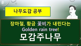 모감주나무는 어떤 나무일까? : 장마철에 꽃이 피는 : 황금 꽃비가 내린다는 Golden rain tree!