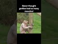 Hairless Gorilla | Funny Animal |Funny Video