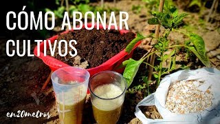 Tienes que ABONAR TUS CULTIVOS entre la PLANTACIÓN y COSECHA || en20metros