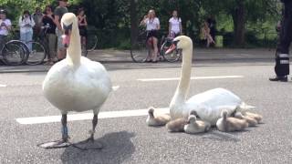 Swan family controls traffic in Denmark