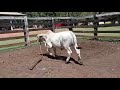 Brahman Najah 2022 - Jdh Wellington Manso x Mosley Manso