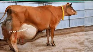 World Best Jersey Cattle Breed ll 74 Litter Milk ll Pure Jersey Cows ki Pehchan  ll Zaaiberg Jerseys