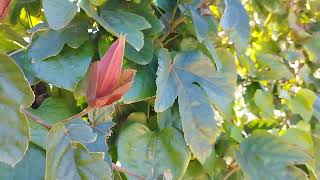 Poda de la Pasiflora I El Sueño Jardín Botánico