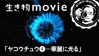 ヤコウチュウ④ ── 華麗に光る／生き物movie ミーモー編