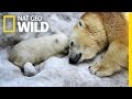 Here Come the Polar Bears | United States of Animals