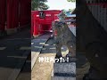 愛媛行った日 愛媛 愛媛旅行 今治 バリィさん　 みきゃん 飛行機 松山城 vlog