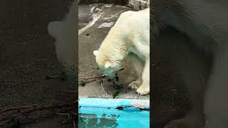 #shorts 可愛い💕シロクマのユキちゃん　浜松市動物園　2024年6月7日