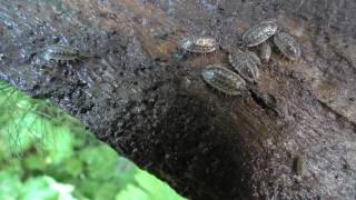 Facts about Woodlice on Wood Bark - with babies asexual reproduction - crustaceans