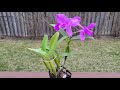 原生种卡特兰 cattleya skinneri heiti jacobs