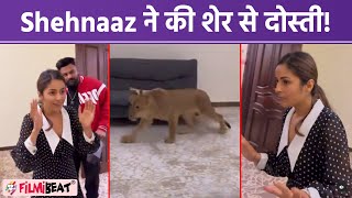 Shehnaaz Gill ने Dubai में Lion से की दोस्ती,बाद में हो गया कुछ ऐसा कि भाग गई Shehnaaz! | FilmiBeat
