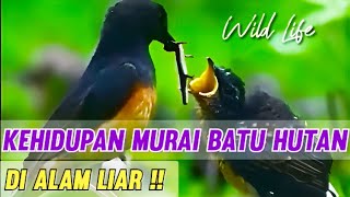 Murai Batu Hutan di alam liar !! Untuk terapi Murai Batu Bengong Jadi Bunyi !!