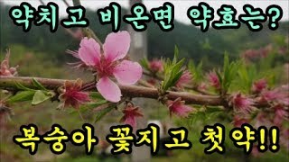 복숭아농사 복숭아꽃지고 첫번째약제와 약치고 비가온다면 약효는 어떡해되나 Peach farming