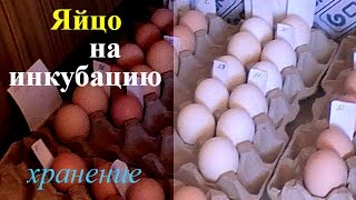 Хранение инкубационного яйца // Storage of hatching eggs