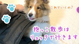 抱っこ散歩の準備をする子犬【シェルティー3ヶ月】