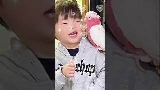 インコ🦜🩷ゆかいな仲間達🩷2024年12月1日〜10日迄🩷