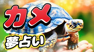 亀の夢占いの基本的な意味とは？初心者向けに解説します！