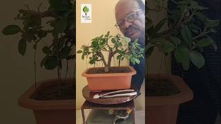 Twin Trunk Ficus Microcarpa | Chinese Banyan | Restyling #ficus #bonsai #microcarpa #styling