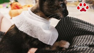 仔猫らなマントをなびかせヒーロ気分？【瀬戸のらな日記】Kitten Lana, feeling hero with a cape？