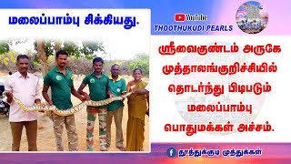 ஸ்ரீவைகுண்டம் அருகே பரபரப்பு || பெண் பாம்பு மற்றும் தனது குஞ்சுகளை தேடி வந்த ஆண் மலைப்பாம்பு.