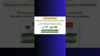 MEMBRANE PERMEABILITY and DIFFUSION! #diffusion #cell #celltransport #biochemistry #physiology